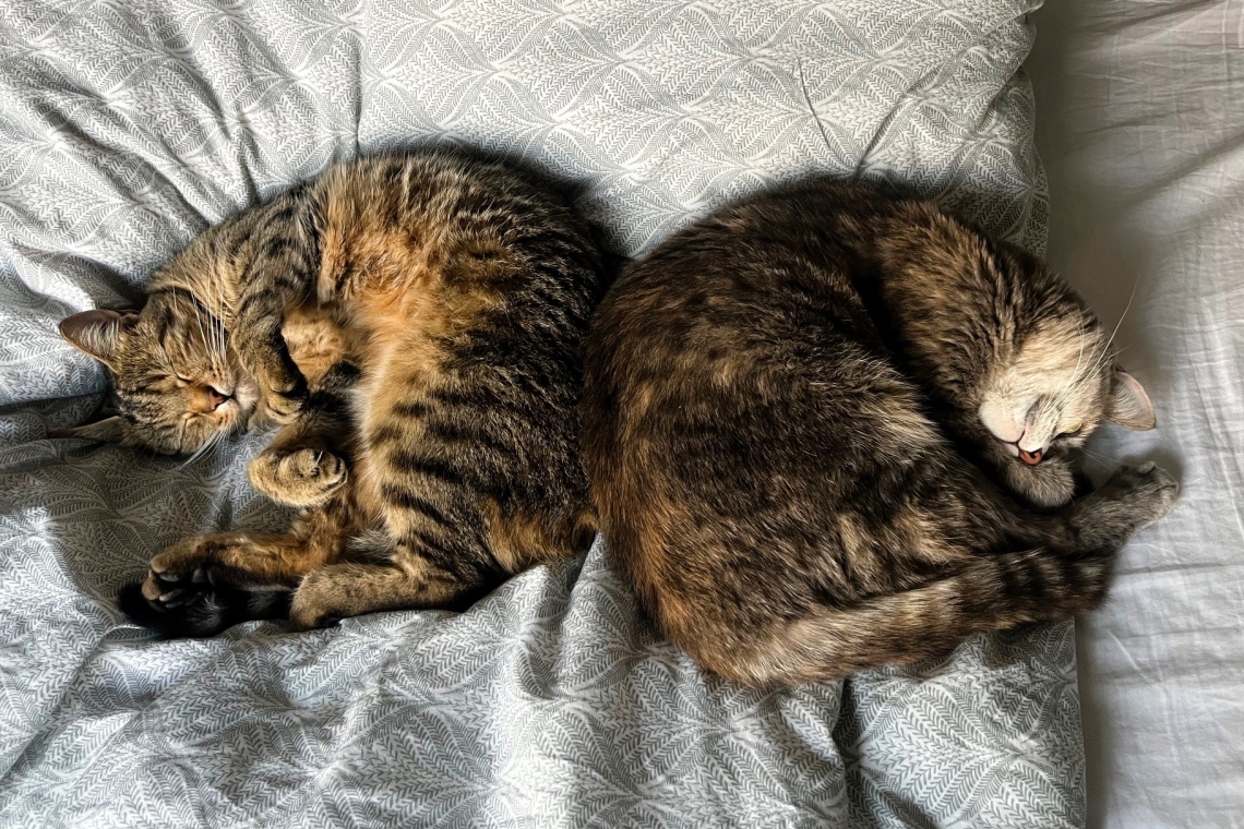 Novo mesto nadaljuje projekt sofinanciranja sterilizacije in kastracije mačk